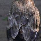 TAWNY EAGLE