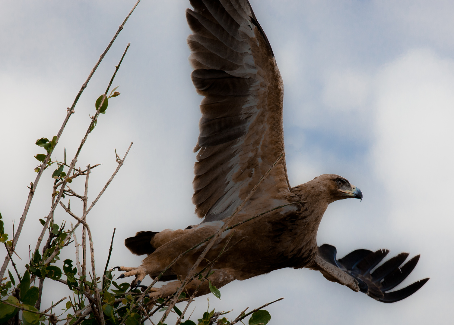 Tawny eagle - Tanzania