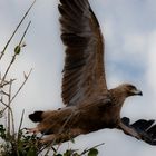 Tawny eagle - Tanzania