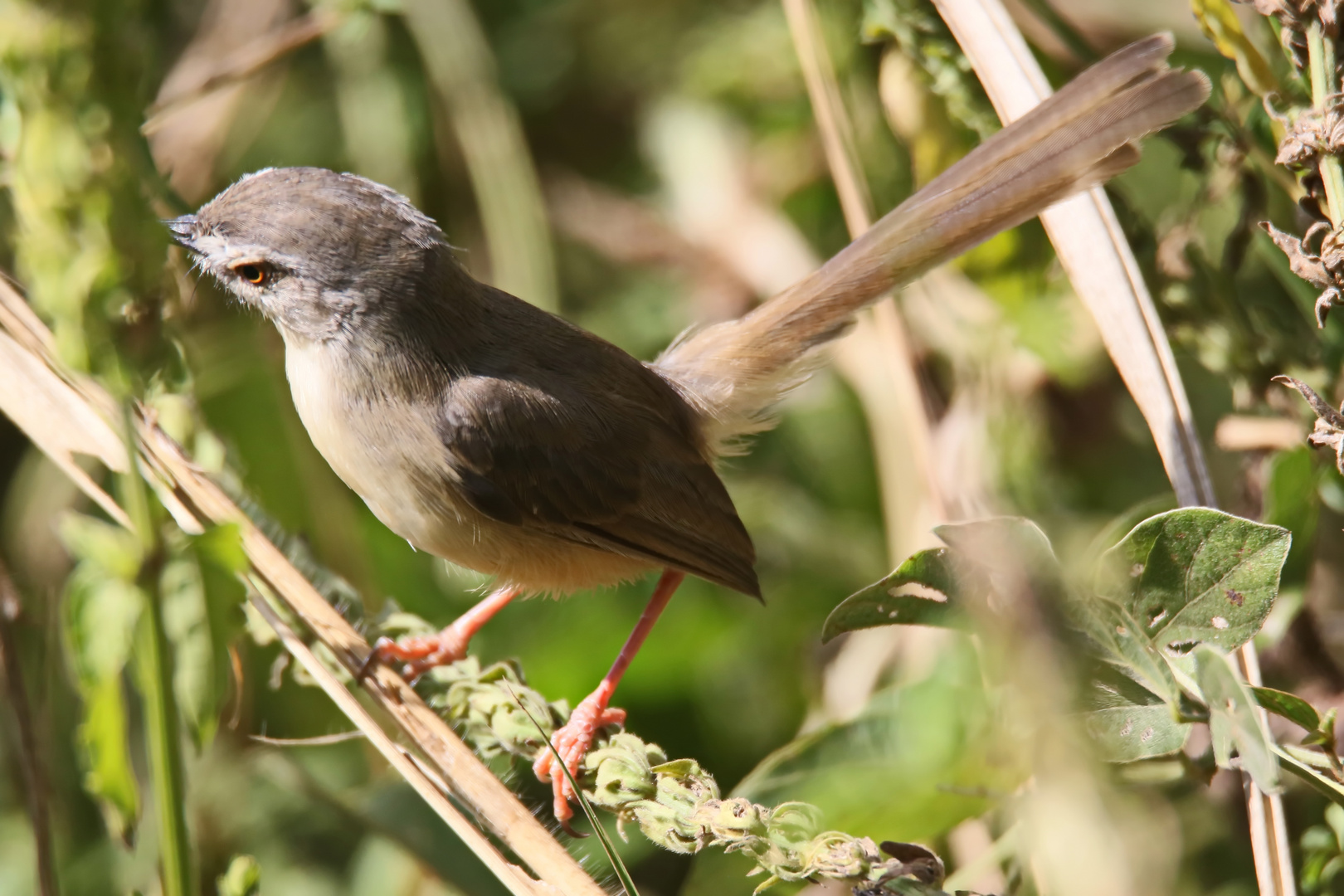 Tawny-flanked prinia,Prinia subflava