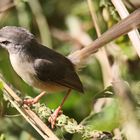 Tawny-flanked prinia,Prinia subflava