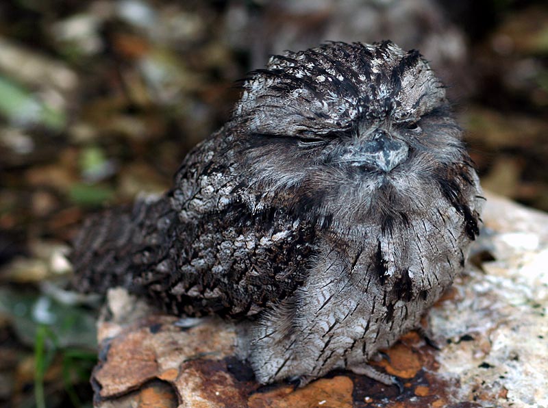 "Tawny Frog-Mouth"