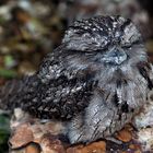 "Tawny Frog-Mouth"