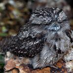 "Tawny Frog-Mouth"