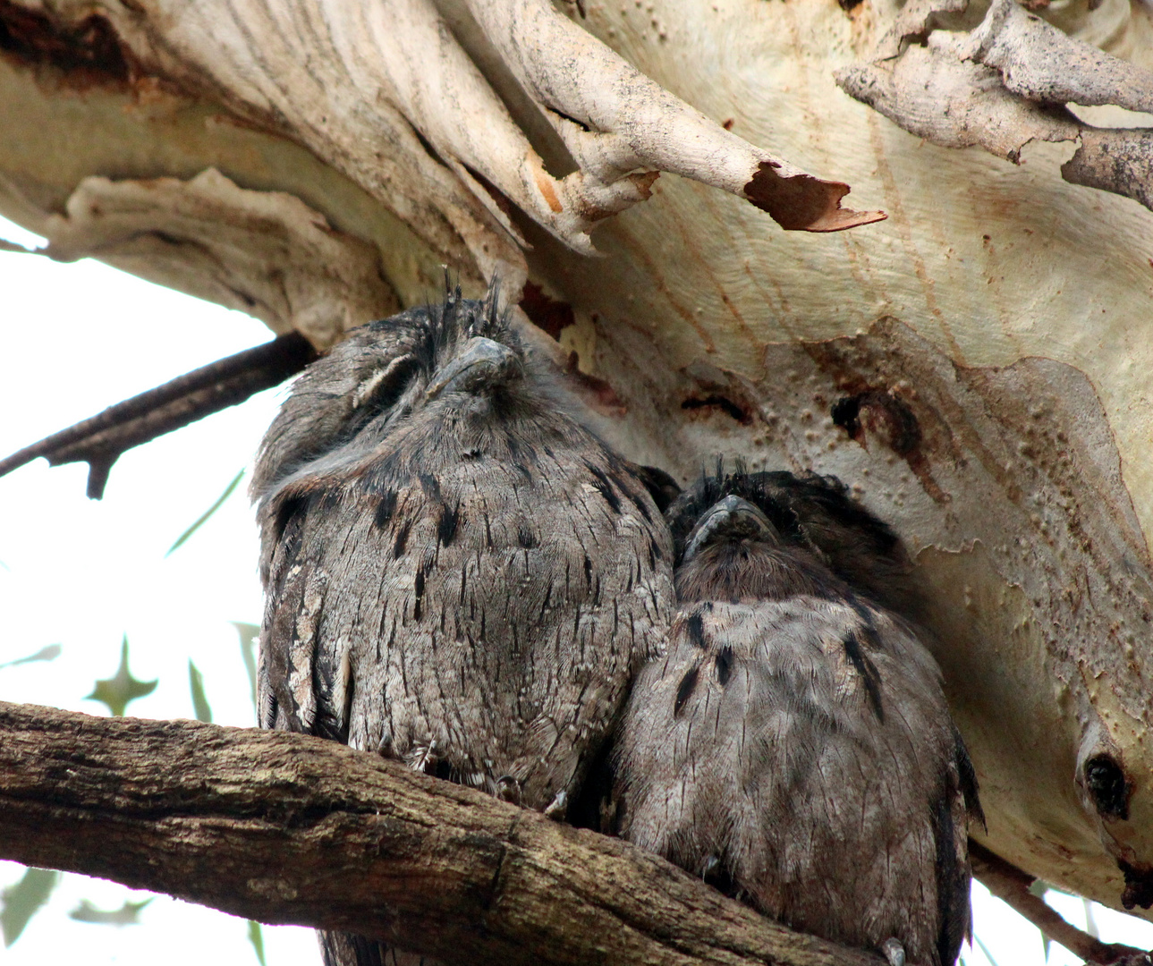 Tawny Frog Mouth 