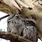 Tawny Frog Mouth 