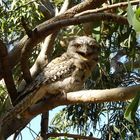 Tawny Frogmouth