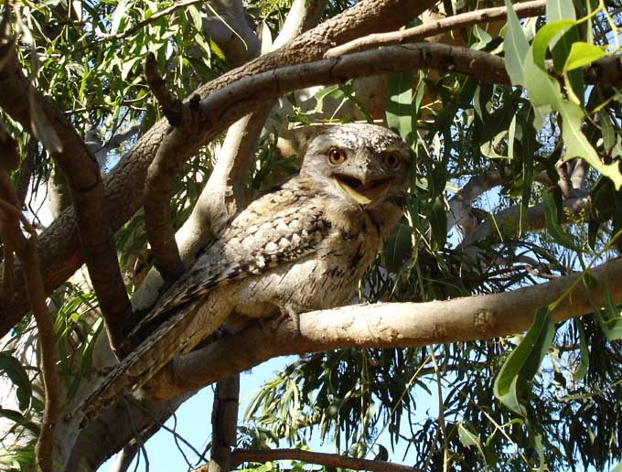 Tawny Frogmouth