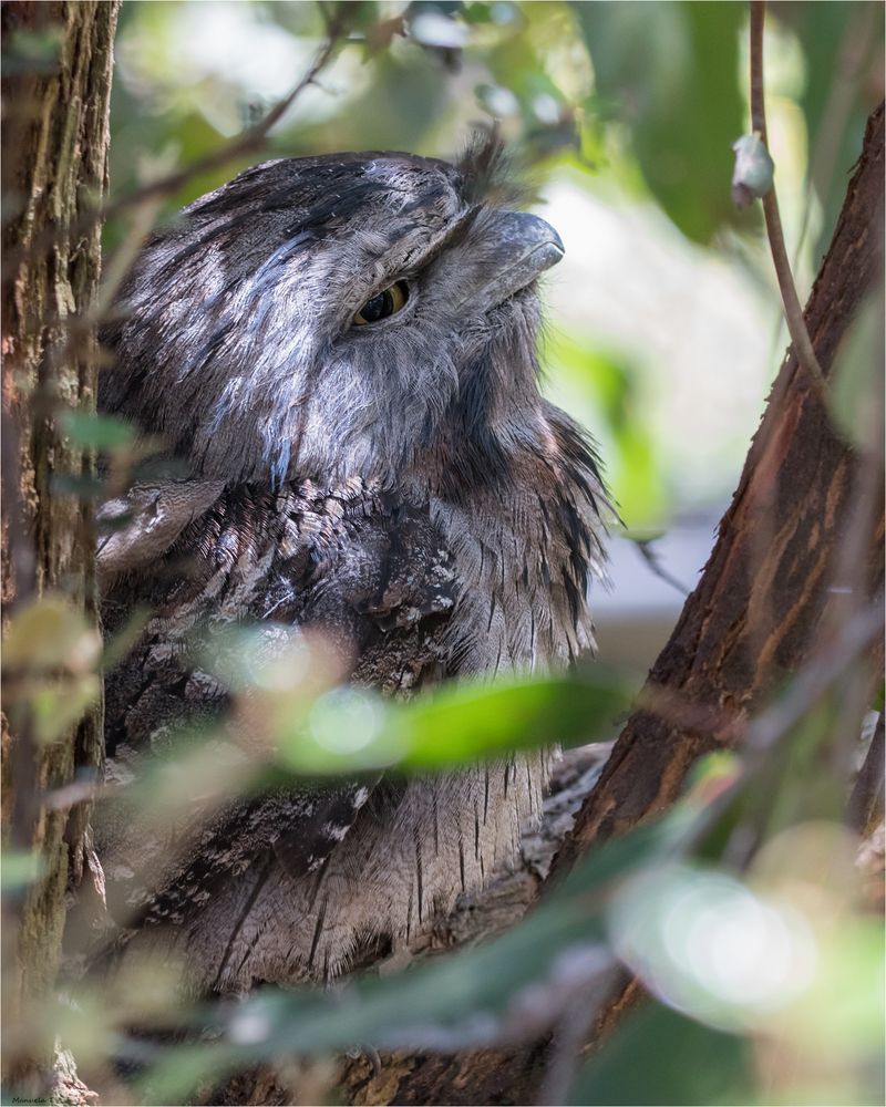 Tawny frogmouth