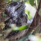 Tawny frogmouth