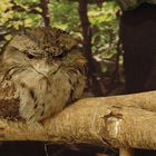 Tawny Frogmouth