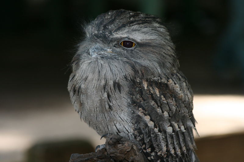 Tawny Frogmouth