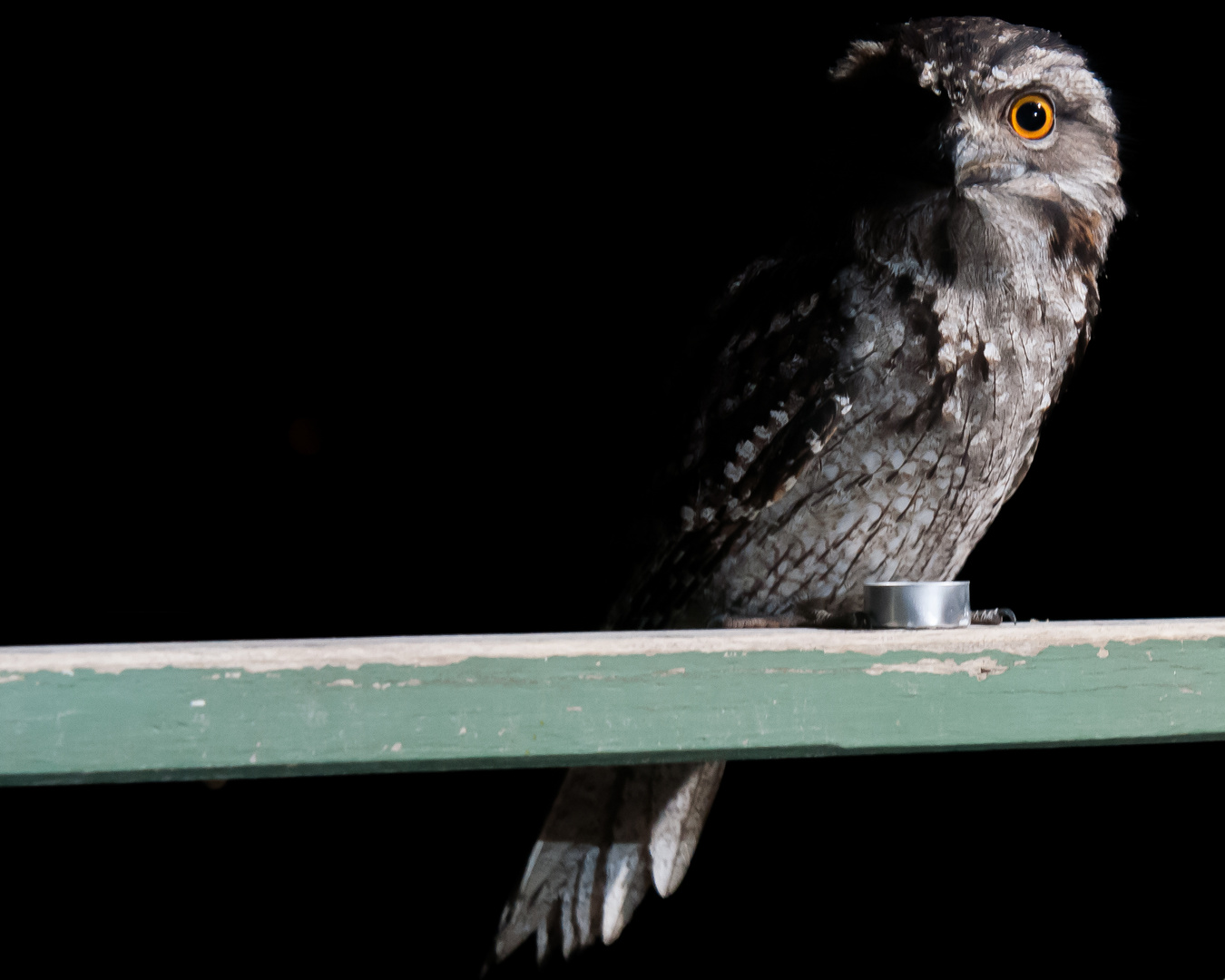 Tawny Frogmouth