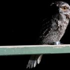 Tawny Frogmouth