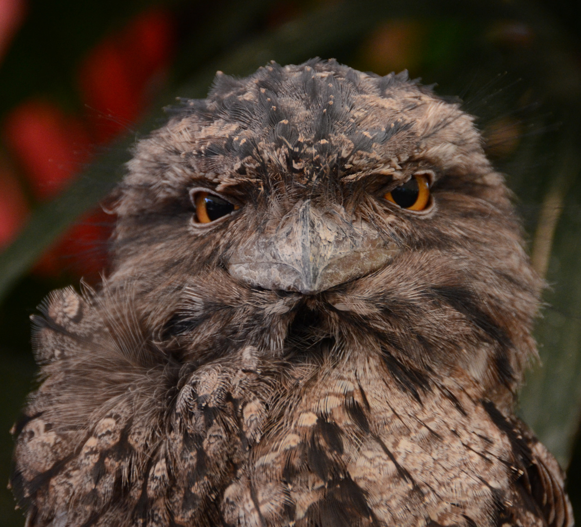 Tawny Frogmouth