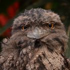 Tawny Frogmouth