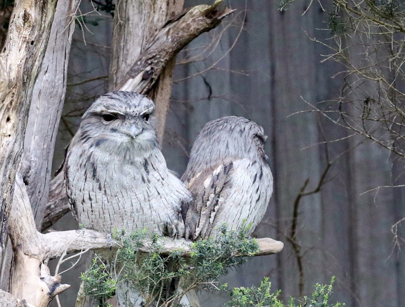 Tawny Frogmouth ...