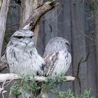 Tawny Frogmouth ...