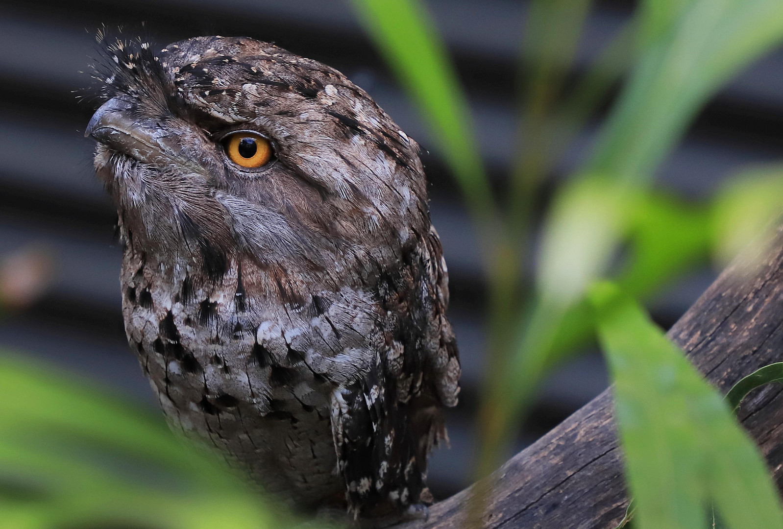 tawny frogmouth