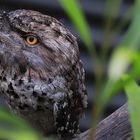 tawny frogmouth