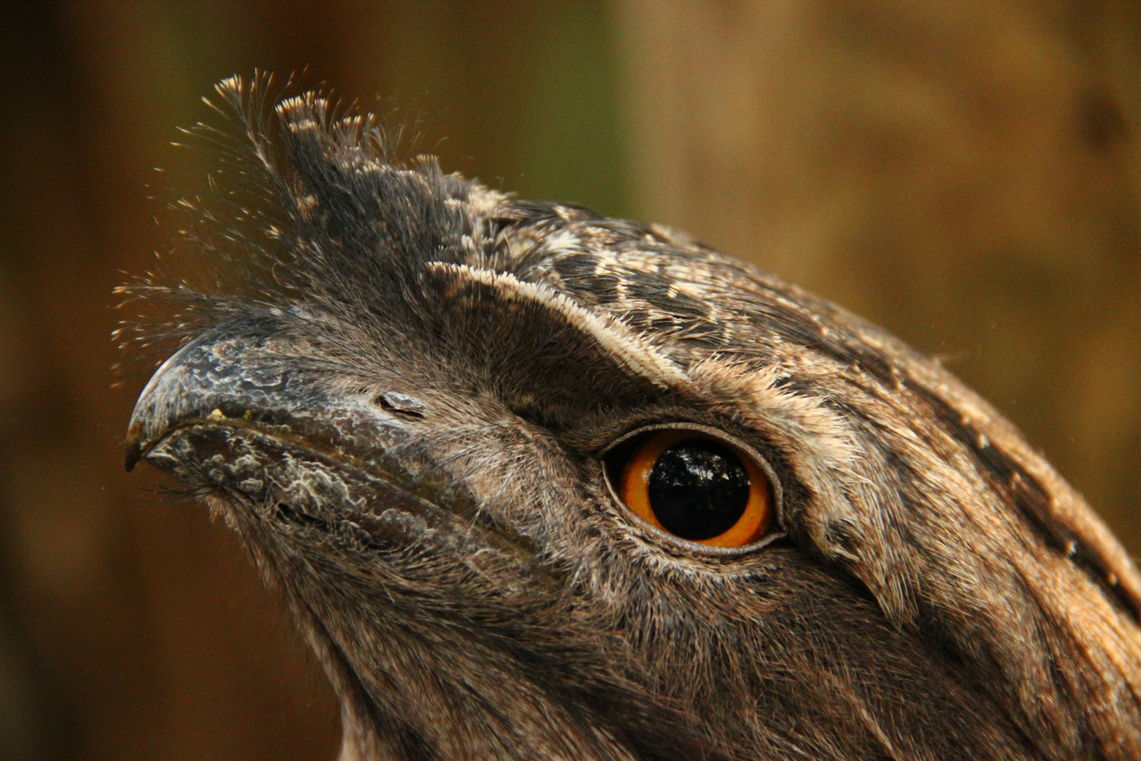 Tawny Frogmouth - der kleine Froschmund