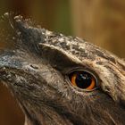 Tawny Frogmouth - der kleine Froschmund