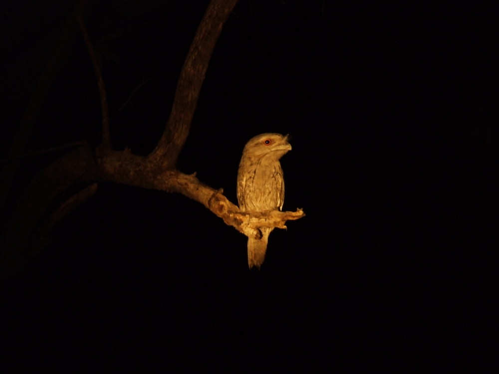 Tawny Frogmouth