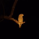 Tawny Frogmouth