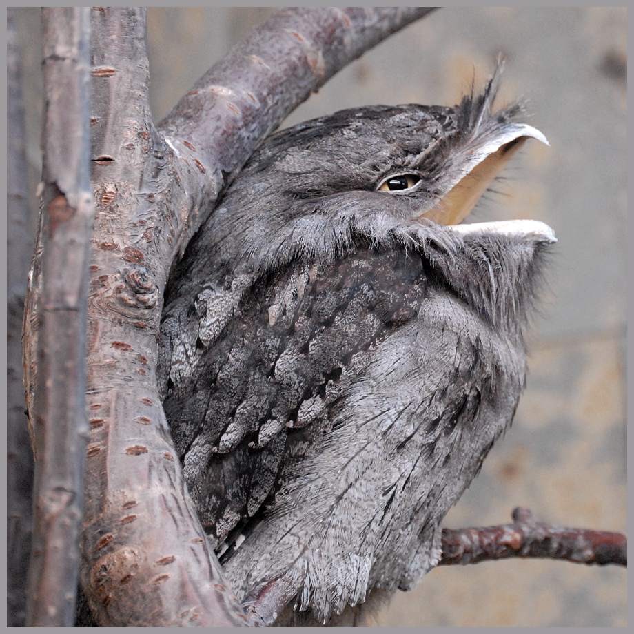 Tawny Frogmouth from Down Under