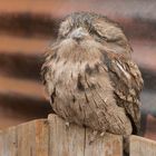 Tawny Frogmouth im Caversham Wildlife park