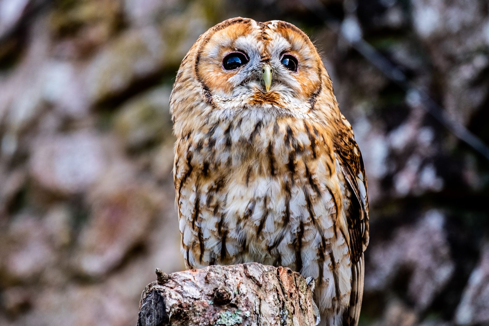 "Tawny Owl"