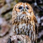 "Tawny Owl"