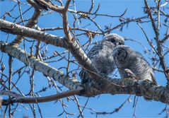 Tawny owl