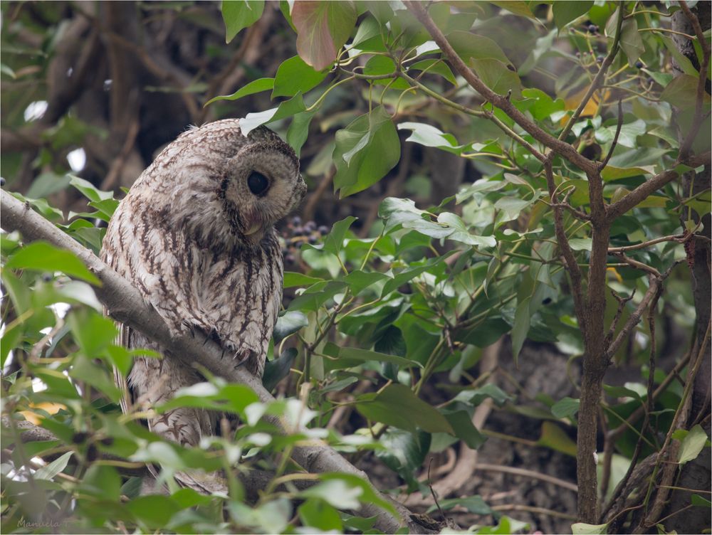 Tawny owl