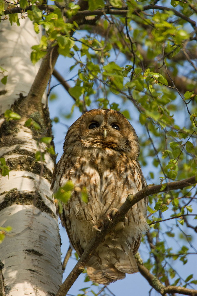 Tawny Owl in the morning