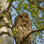 Tawny Owl in the morning