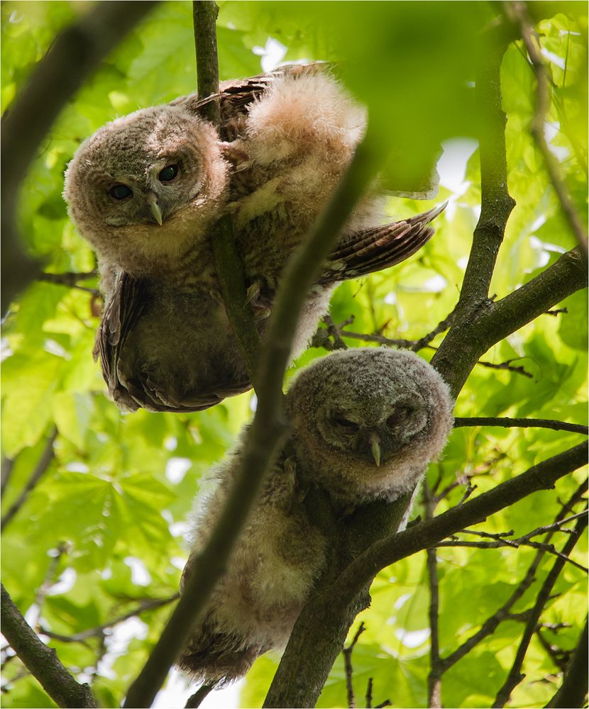 Tawny owl little ones