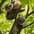 Tawny owl little ones