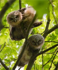 Tawny owl little ones