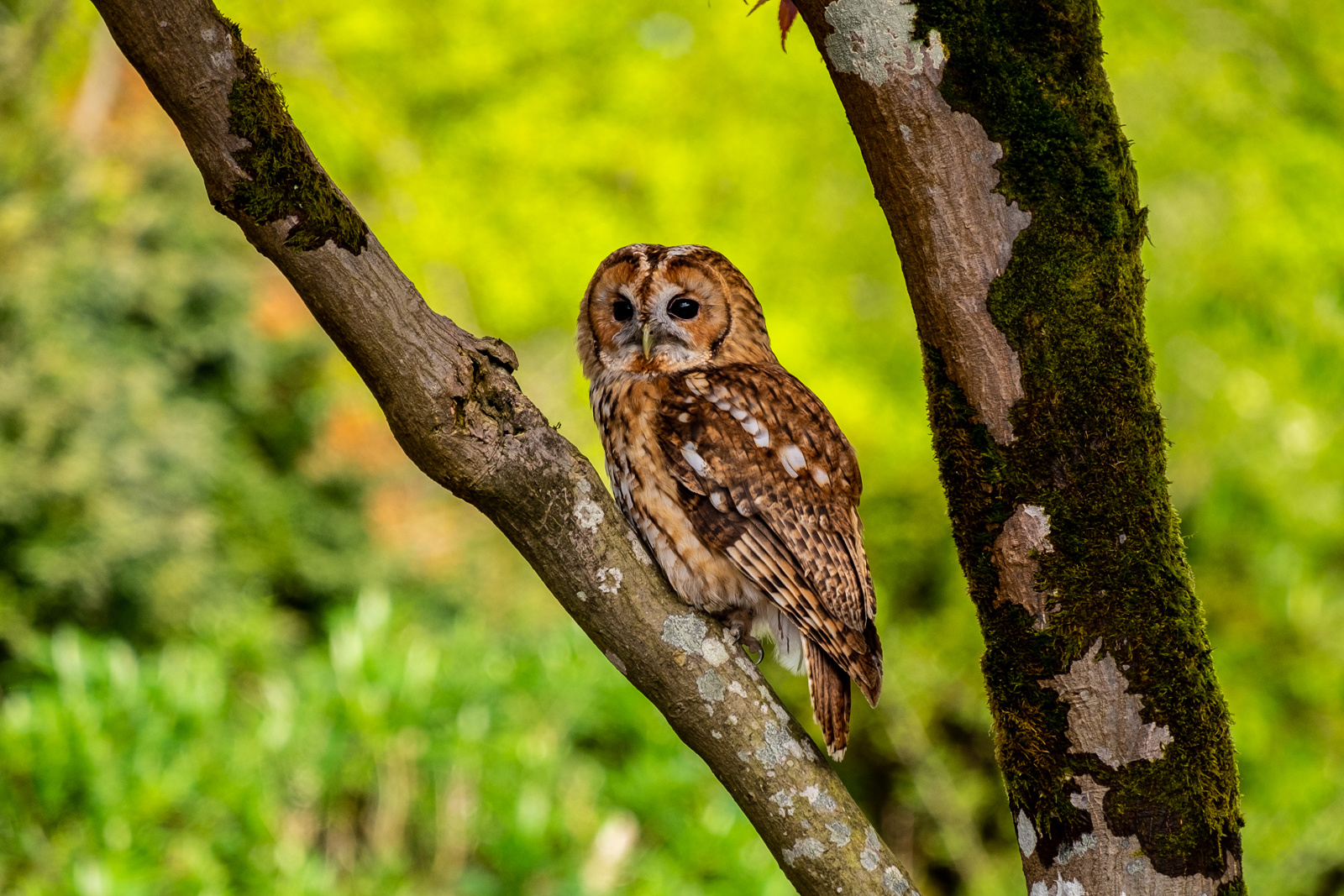 "Tawny Owl watching"