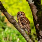 "Tawny Owl watching"