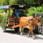 Taxi auf Ladigue (Seychellen)