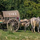 Taxi birman le long des rives de l'Irrawaddy.