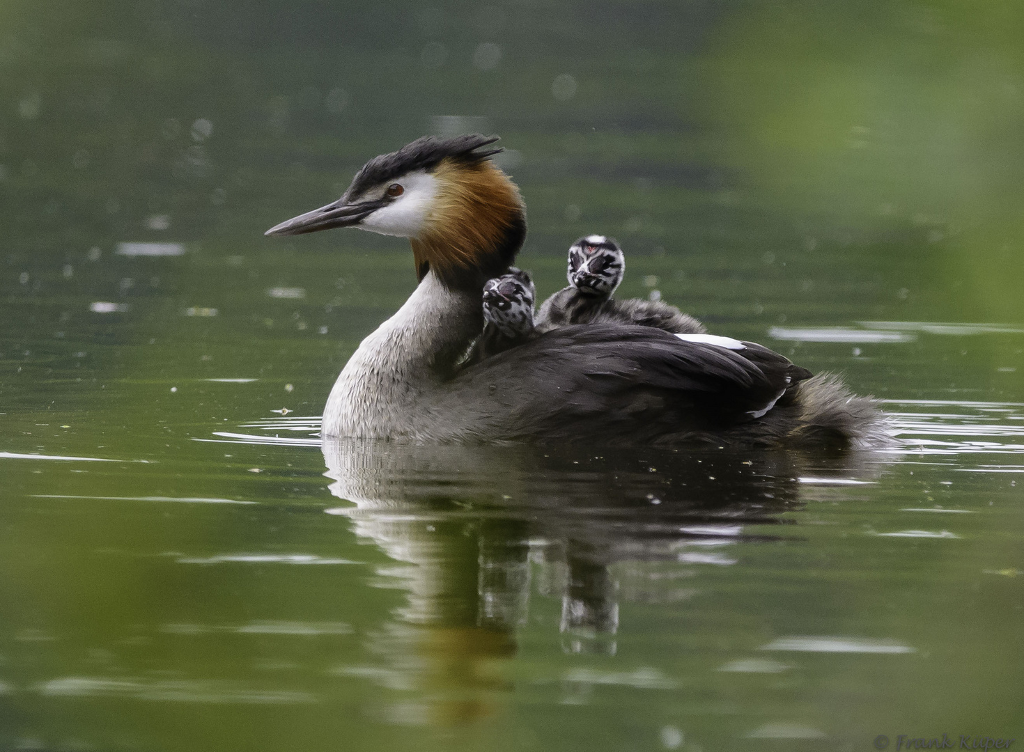 Taxi Mama Foto Bild Tiere Wildlife Wild Lebende Vogel Bilder Auf Fotocommunity