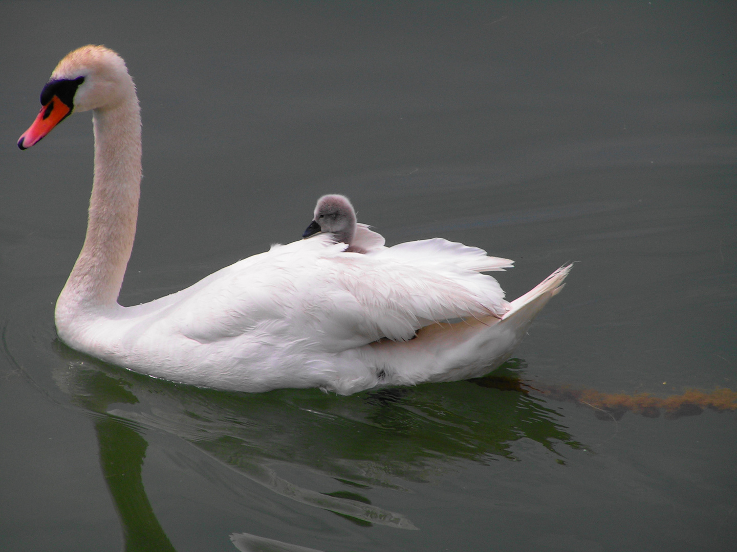 Taxi Mama Foto Bild Tiere Tierkinder Natur Bilder Auf Fotocommunity