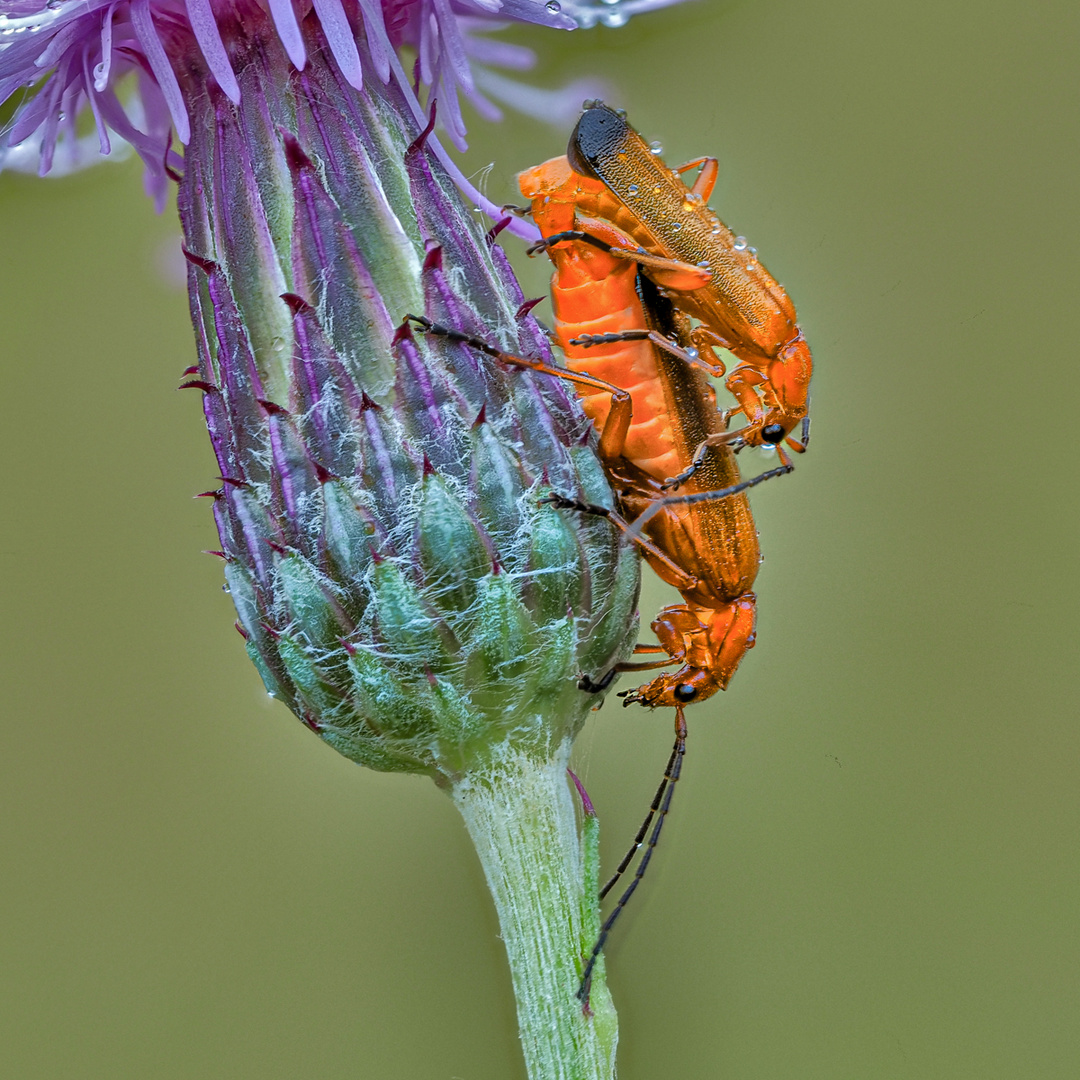 Taxi Mama Foto Bild Natur Pflanzen Insekten Bilder Auf Fotocommunity