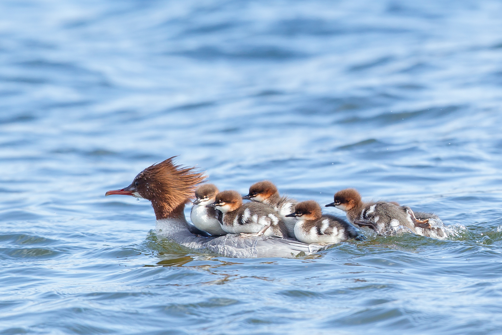 Taxi Mama Foto Bild Natur Tiere Enten Bilder Auf Fotocommunity