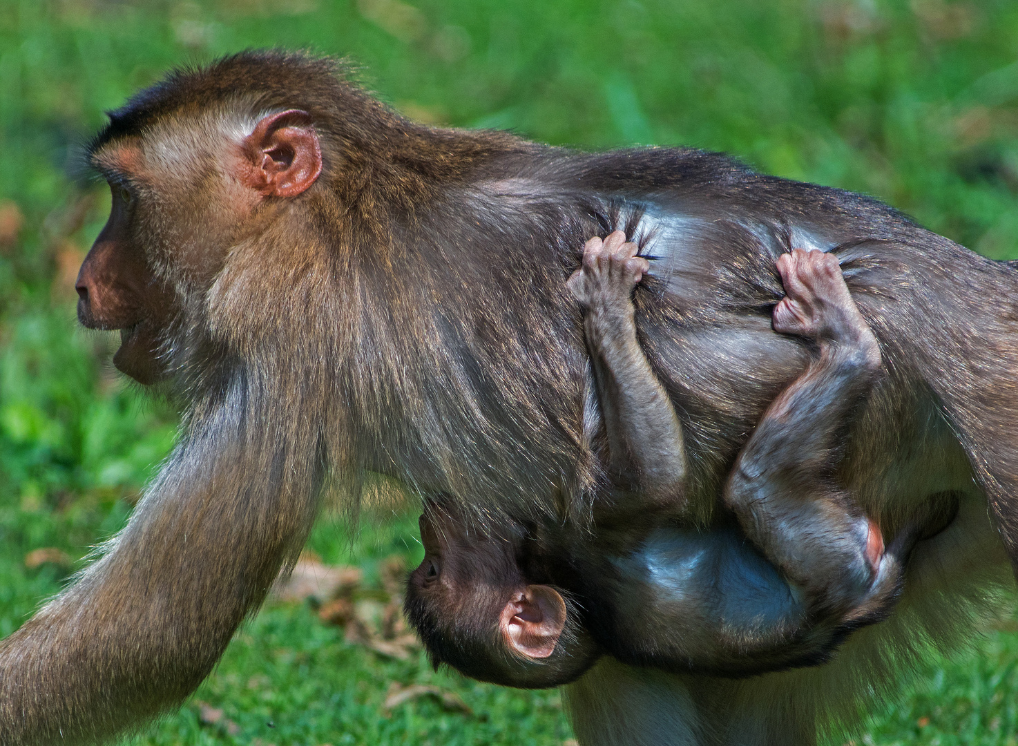 Taxi Mama Foto Bild Tiere Zoo Wildpark Falknerei Saugetiere Bilder Auf Fotocommunity