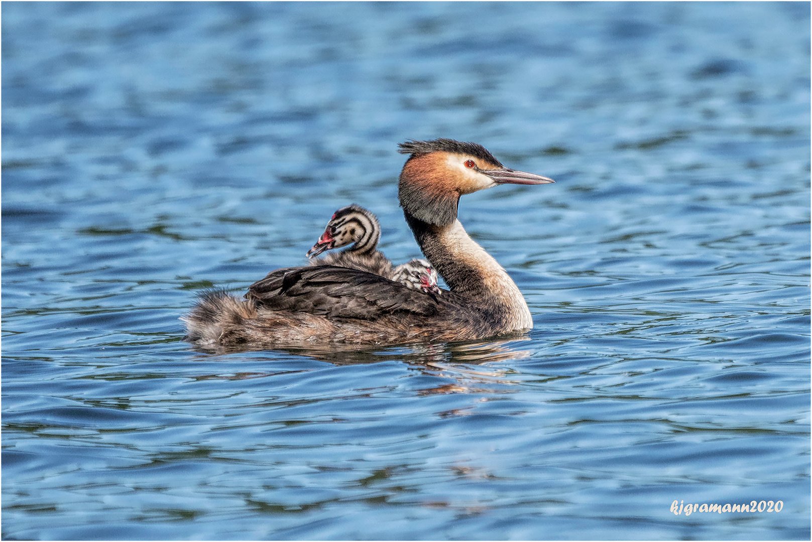 Taxi Mama Foto Bild Natur Tiere Vogel Bilder Auf Fotocommunity
