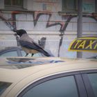 Taxi nach Berlin